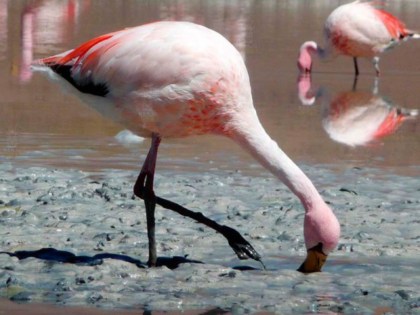 Wildlife seen during La Paz to Uyuni via Sajama tour